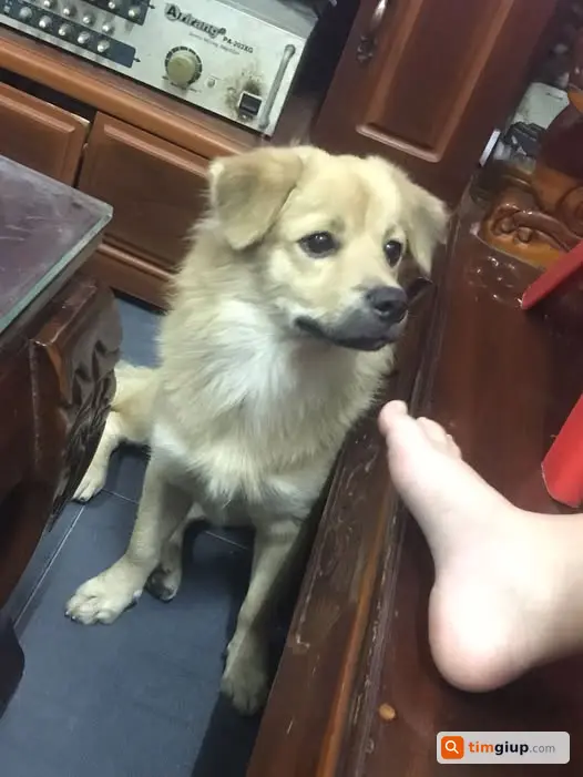 Tìm Chó Lucky Lông Vàng Nhạt Thất Lạc Tại Phú Chánh