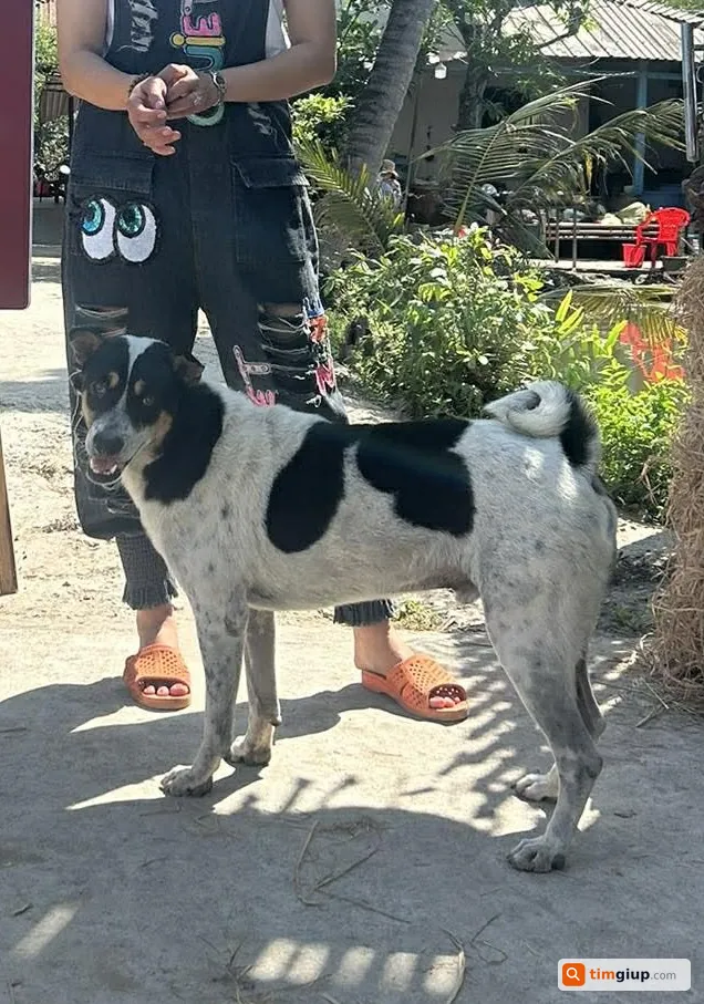 Tìm chó cỏ tên Heo bị lạc tại Bến Lức, Long An