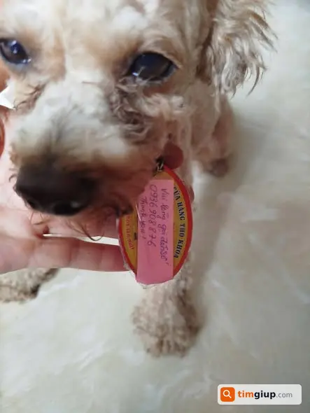 Tìm chó Poodle màu trà sữa lạc tại Quảng trường Nam Cường, TP.Hà Nội