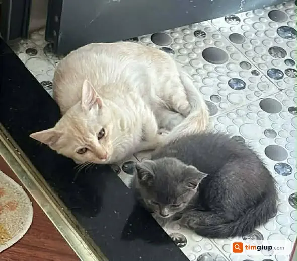 Tìm Mèo Thất Lạc Màu Vàng Và Xám Tại Đại Mỗ, Hà Nội