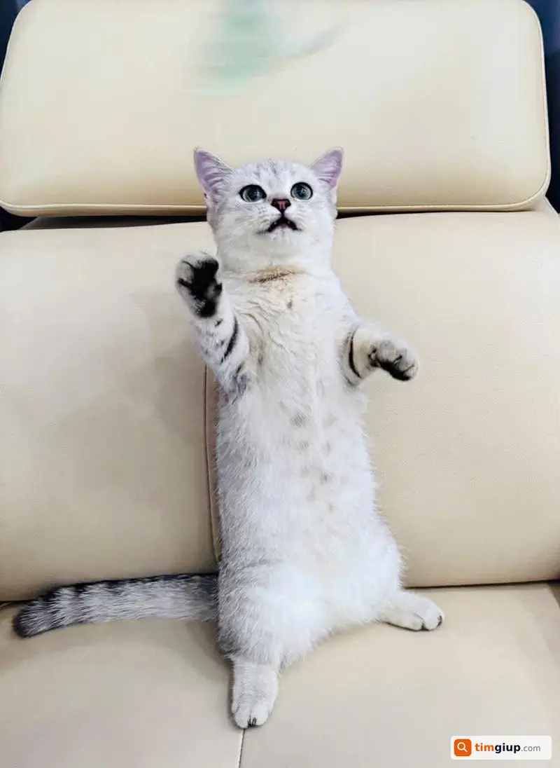Tìm mèo cái tên MISS thất lạc tại chợ Bình Điền, TP.HCM