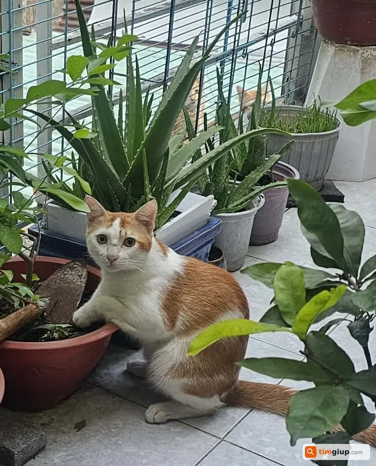 Tìm bé mèo lông trắng cam tên Bi thất lạc tại Bình Thạnh, TP.HCM