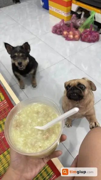 Tìm chó thất lạc 2 bé Đen và Alyy tại Trung Mỹ Tây, TP.HCM