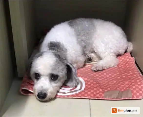 Tìm Chó Poodle Bò Sữa 5kg Thất Lạc Tại Phúc Tân, Hà Nội