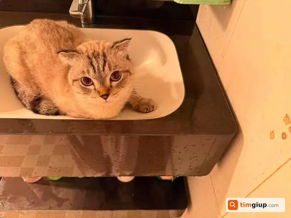 Tìm Mèo Thất Lạc Tại Cầu Zet, Tốt Động, Chương Mỹ, Hà Nội