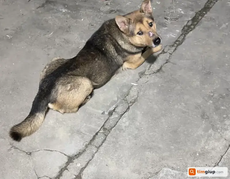 Tìm chú chó tên Trắng thất lạc tại La Khê, Hà Đông, Hà Nội