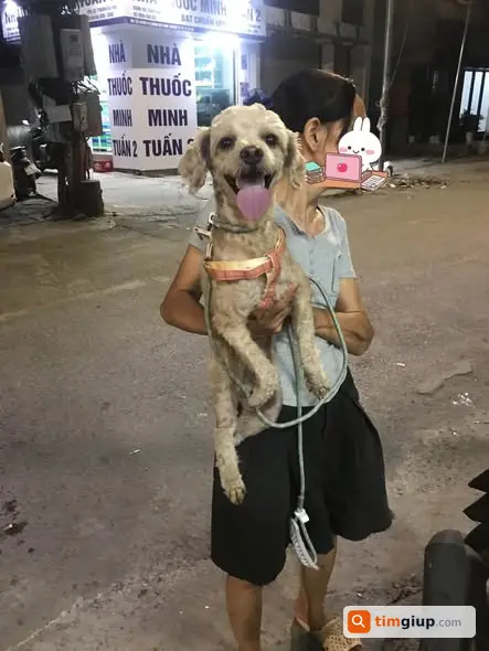 Nhặt được thú cưng bị lạc khu vực Thụy Khuê, Hà Nội xin liên hệ