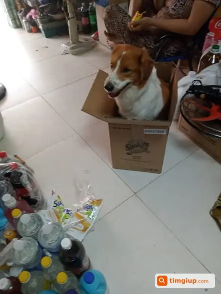 Chó Thất Lạc Tại Vĩnh Lộc A, Bình Chánh Cần Tìm Lại