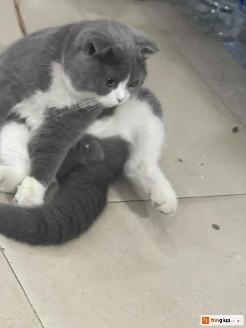 Tìm bé mèo Anh lông ngắn tên Meo thất lạc tại Triều Khúc, Hà Nội