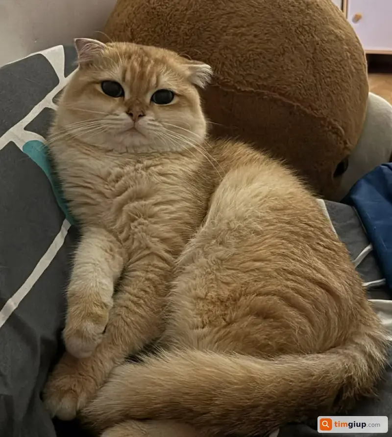 Tìm mèo Golden tai cụp tên Mỡ lạc tại Quận Tân Phú, TP.HCM