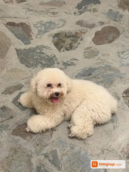 Tìm Chó Poodle Trắng Kem Tên Nếp Lạc Tại Hào Nam