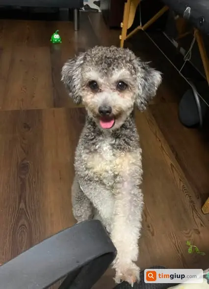 Tìm Chó Poodle Tonny Thất Lạc Tại Xô Viết Nghệ Tĩnh, Bình Thạnh