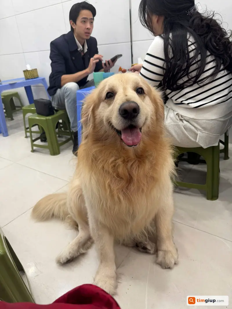 Tìm chó Nini lạc tại Long Biên