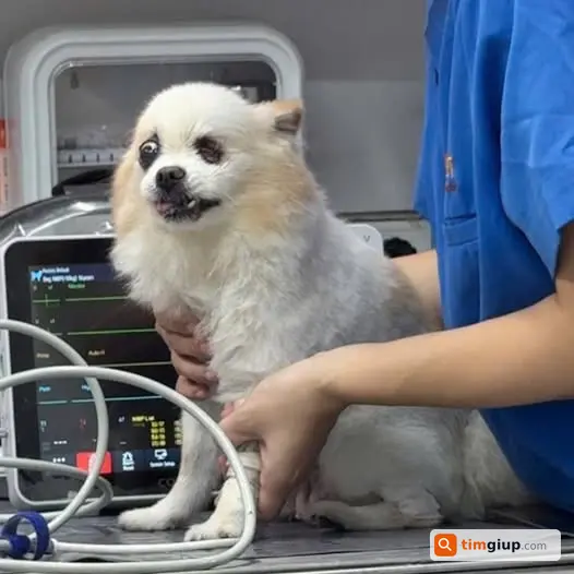 Tìm chó Pomeranian trắng vàng bị hỏng mắt Lạc Trung, Hà Nội