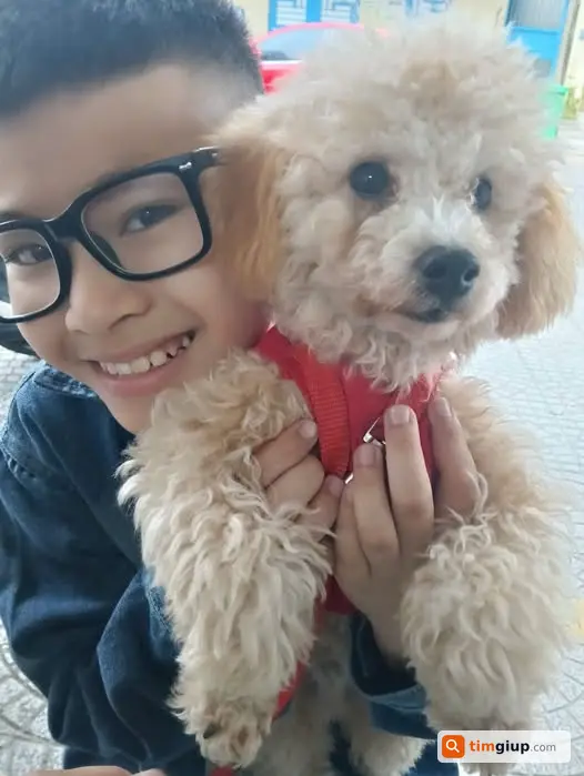 Tìm chó Poodle màu kem lạc tại Nguyễn Duy Hiệu, Đà Nẵng