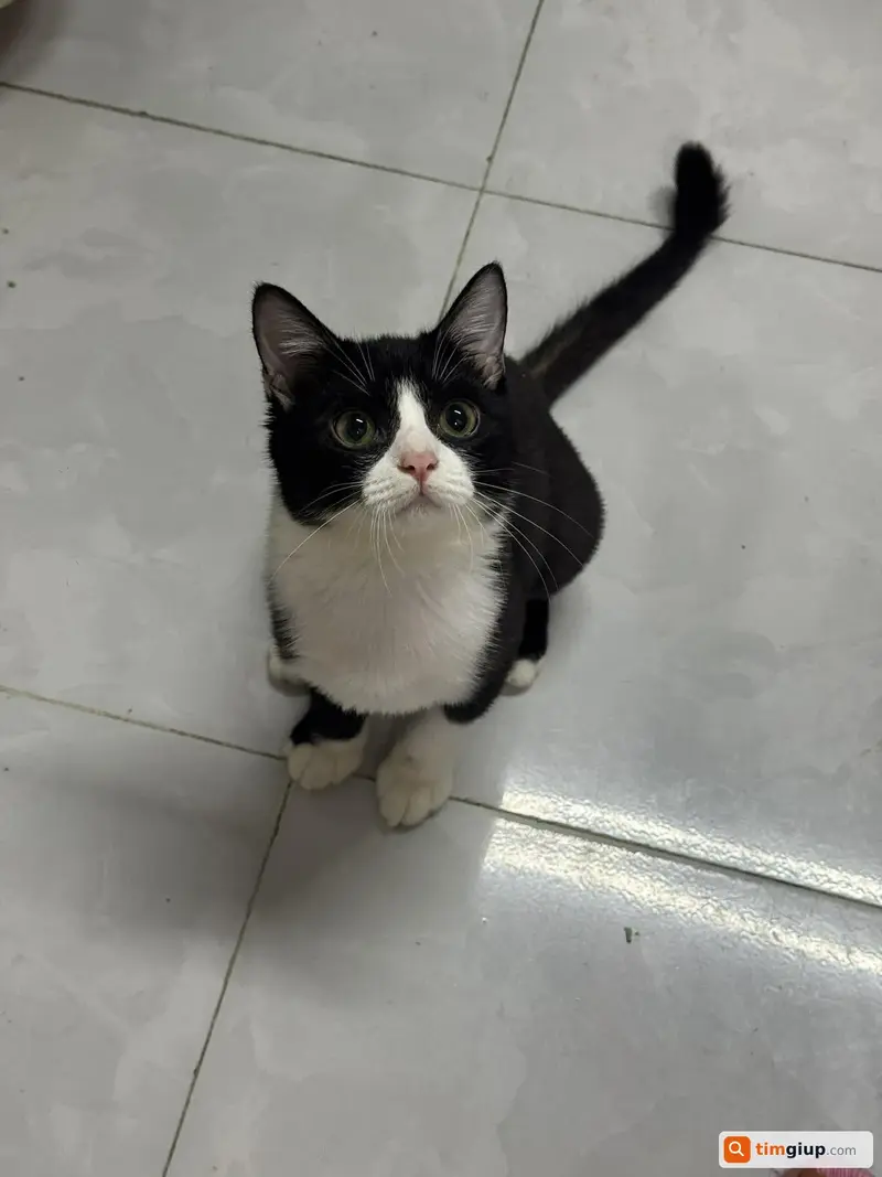 Tìm mèo ALN tên Sâu thất lạc tại phường Tân Hưng, TP. Hồ Chí Minh